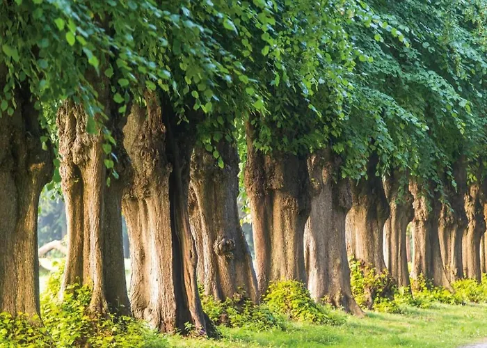 In Mit Sauna * Groß Schwansee